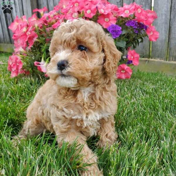 Gina, Cavapoo Puppy