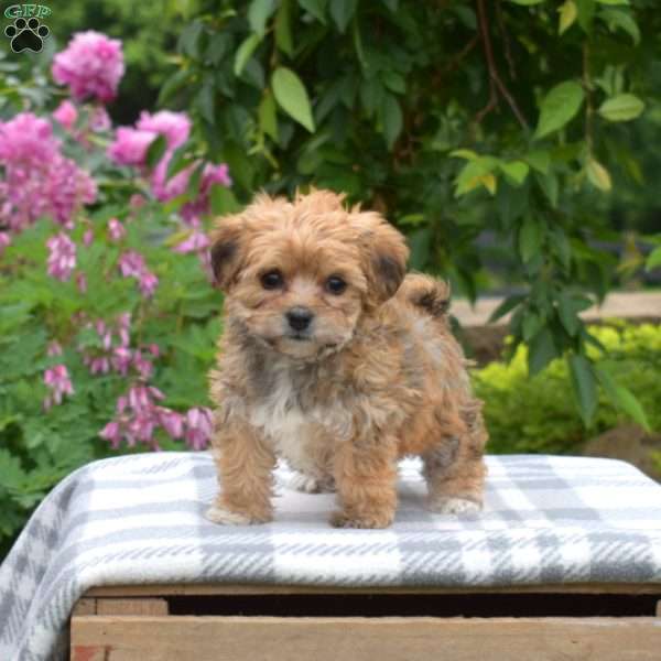 Ginger, Yorkie-Chon Puppy