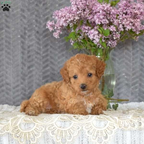 Ginger, Toy Poodle Mix Puppy