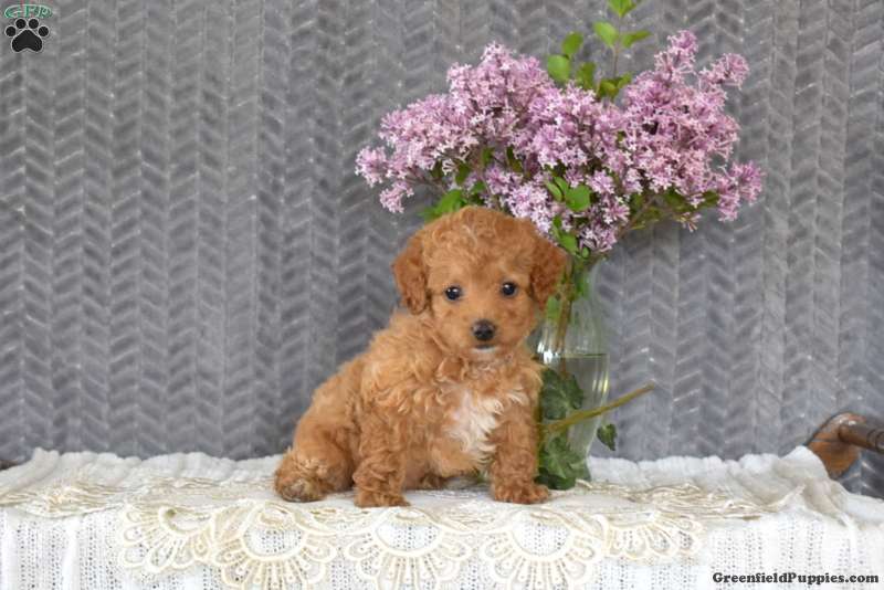 Ginger - Toy Poodle Mix Puppy For Sale in Pennsylvania