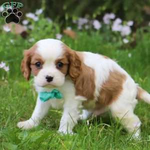 George, Cavalier King Charles Spaniel Puppy