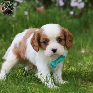George, Cavalier King Charles Spaniel Puppy