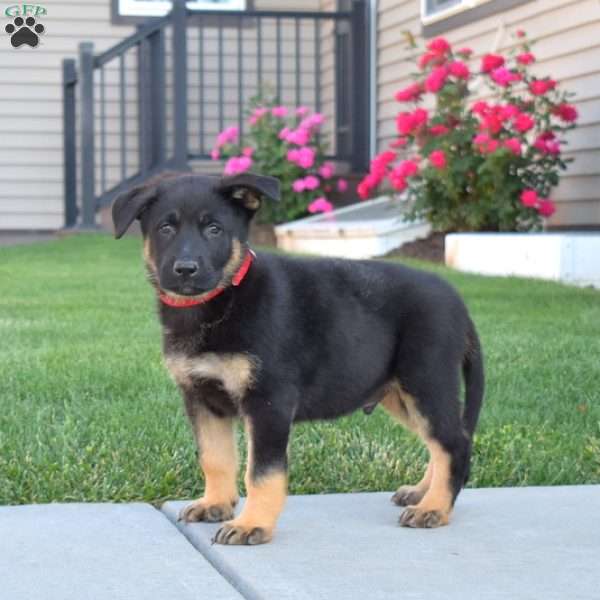 Goliath, German Shepherd Puppy