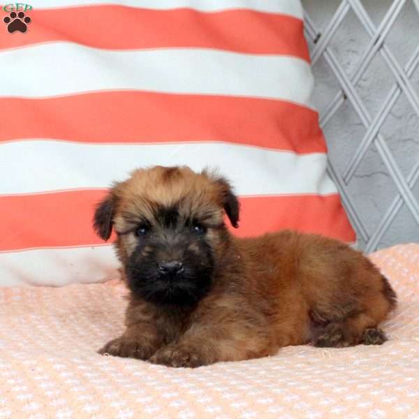 Goose, Soft Coated Wheaten Terrier Puppy