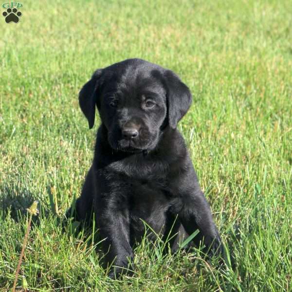 Grace, Black Labrador Retriever Puppy