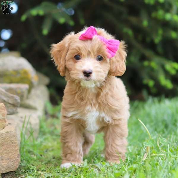 Gracey, Cockapoo Puppy