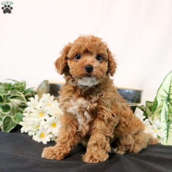 Gracie, Cavapoo Puppy