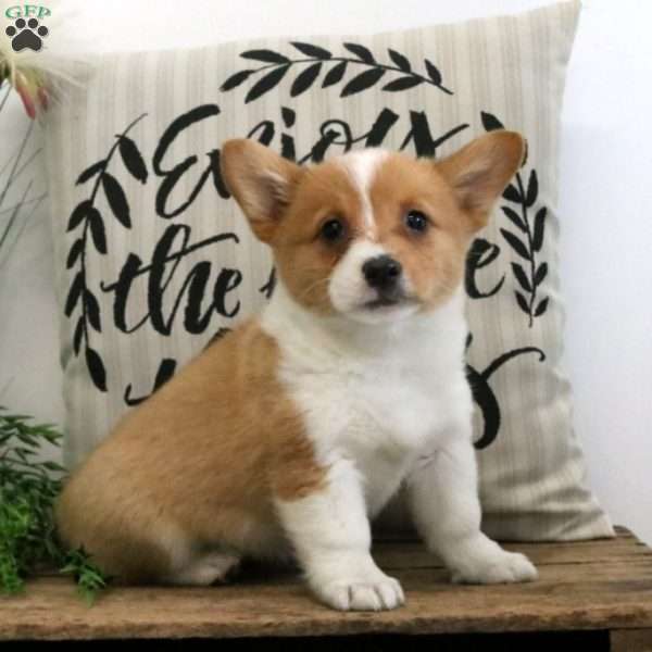 Gracie, Pembroke Welsh Corgi Puppy