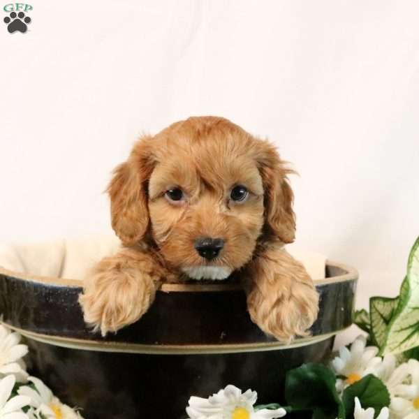 Graham, Cavapoo Puppy