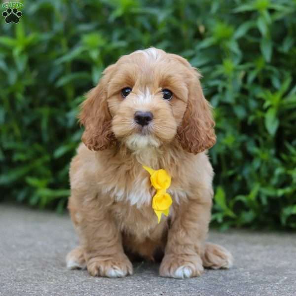 Granger, Cockapoo Puppy