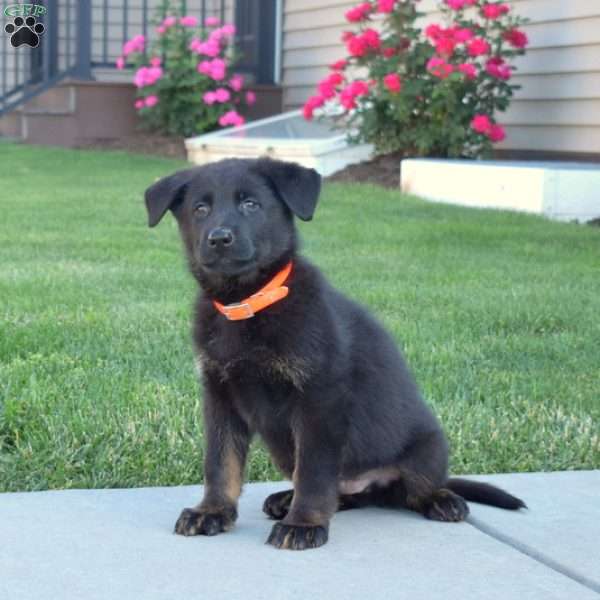 Granger, German Shepherd Puppy