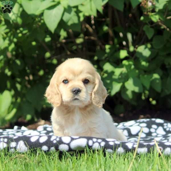 Griffin, Cocker Spaniel Puppy