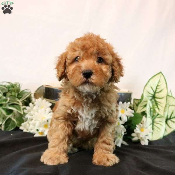 Griffin, Cavapoo Puppy