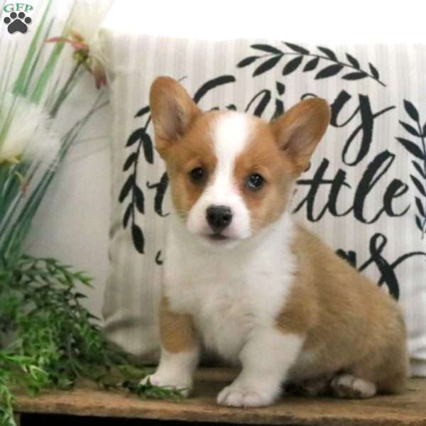 Griffin, Pembroke Welsh Corgi Puppy