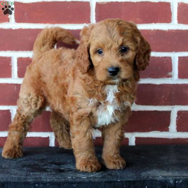 Gunner, Mini Goldendoodle Puppy