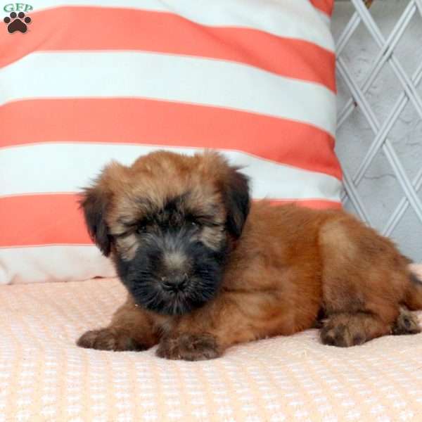 Gus, Soft Coated Wheaten Terrier Puppy