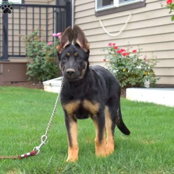 Gypsy, German Shepherd Puppy