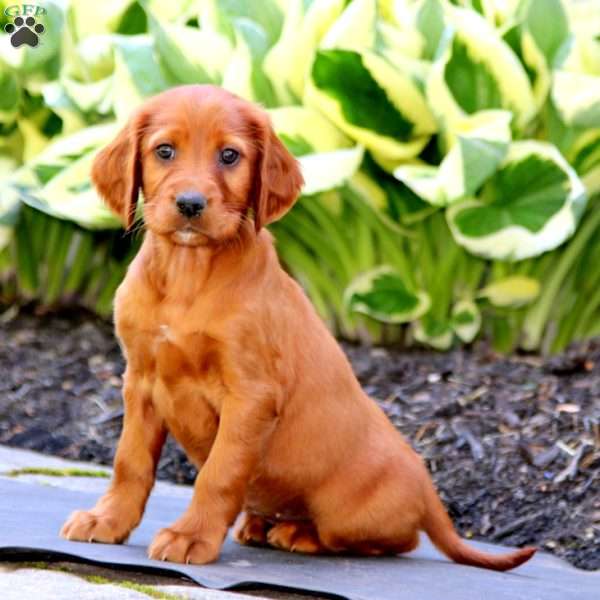 Hailey, Irish Setter Puppy