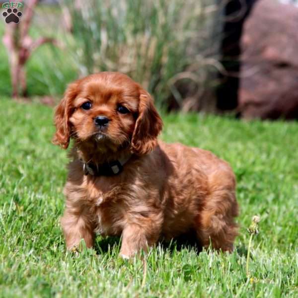 Hailey, Cavalier King Charles Spaniel Puppy