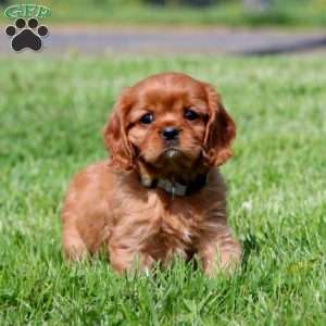 Hailey, Cavalier King Charles Spaniel Puppy