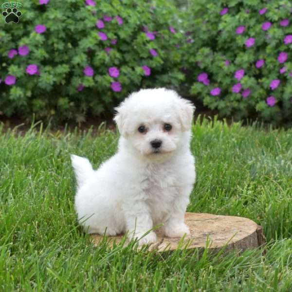 Halo, Bichon Frise Puppy