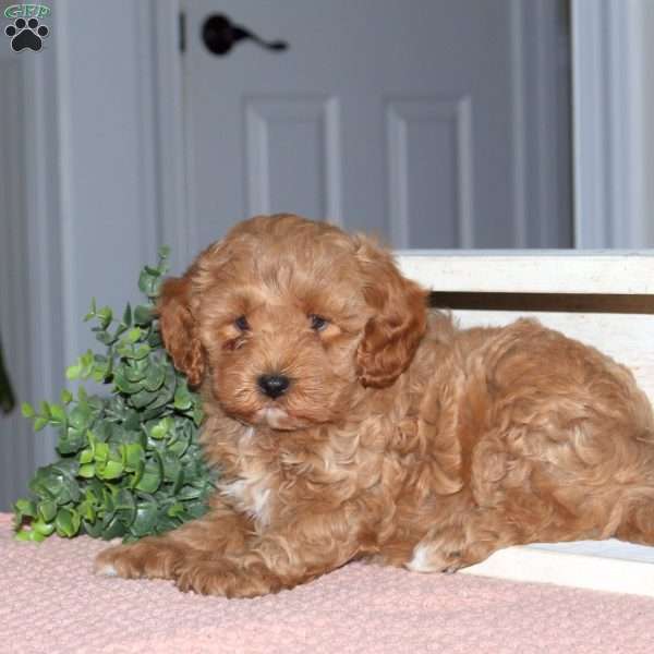 Hank, Cavapoo Puppy