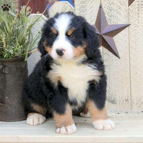 Hank, Bernese Mountain Dog Puppy