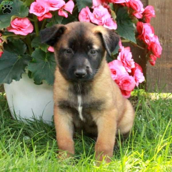 Hank, Belgian Malinois Puppy