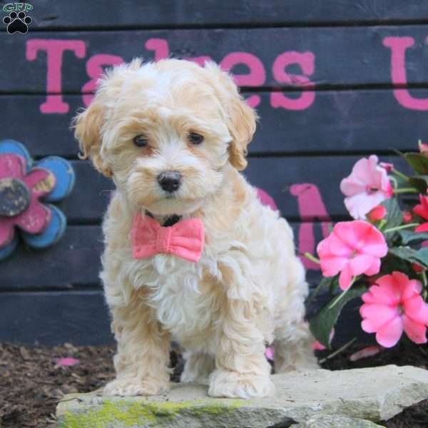 Hannah, Maltipoo Puppy