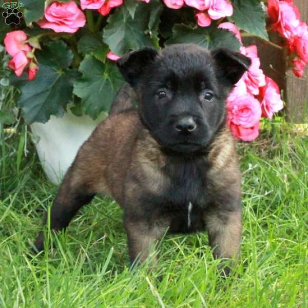 Hannah, Belgian Malinois Puppy