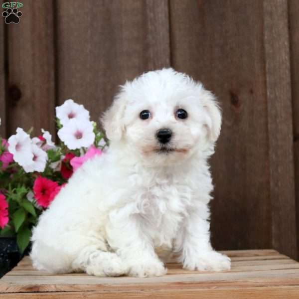 Hannah, Bichon Frise Puppy