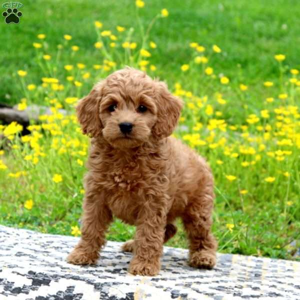 Hannah, Cockapoo Puppy