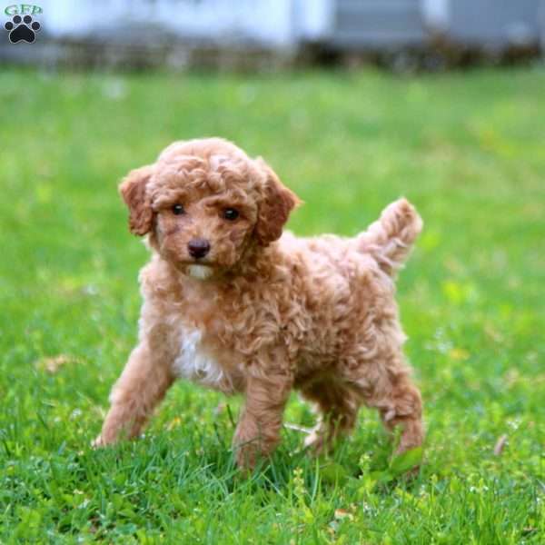 Hannah, Cockapoo Puppy