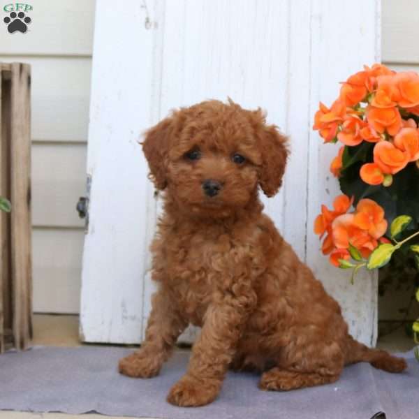 Harlan Cavapoo Puppy For Sale in Pennsylvania
