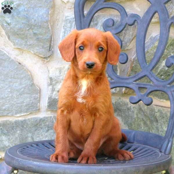 Harmony, Mini Labradoodle Puppy