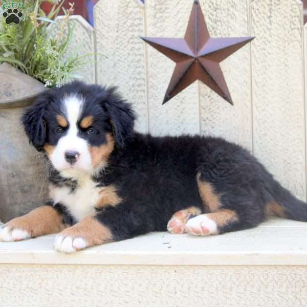 Harmony, Bernese Mountain Dog Puppy