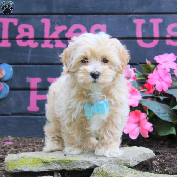 Harold, Maltipoo Puppy