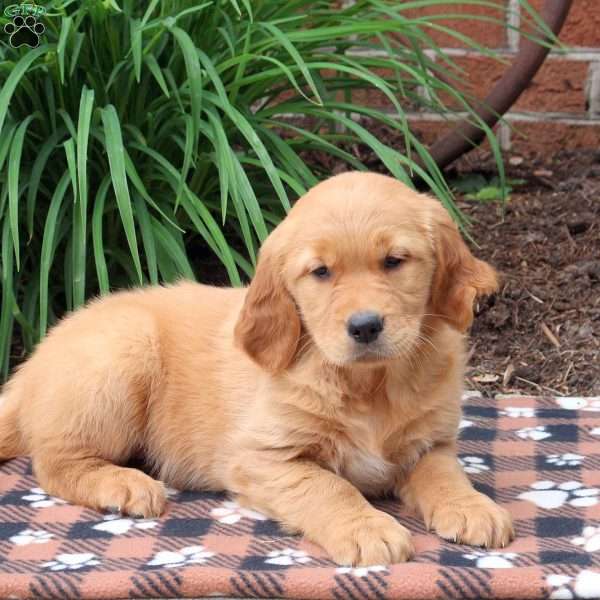 Harper, Golden Retriever Puppy