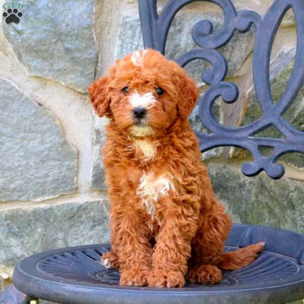 Harper, Mini Labradoodle Puppy