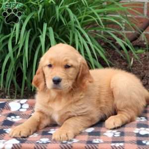 Harper, Golden Retriever Puppy