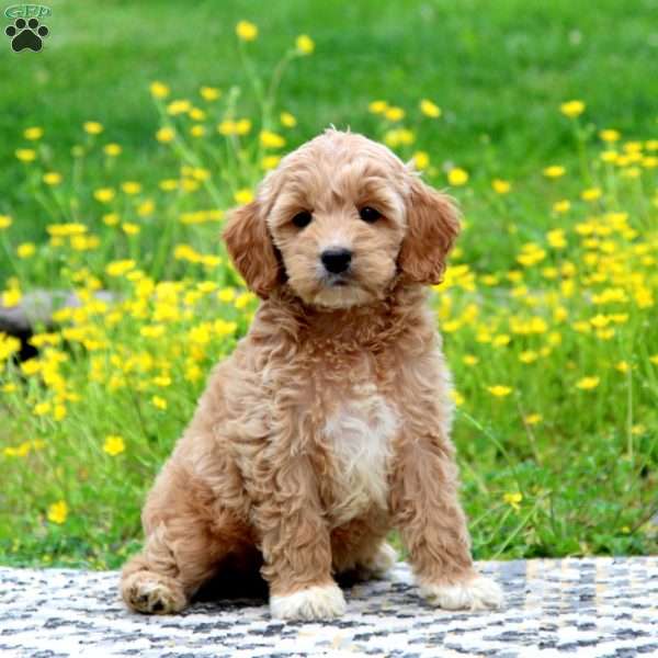 Harper, Cockapoo Puppy