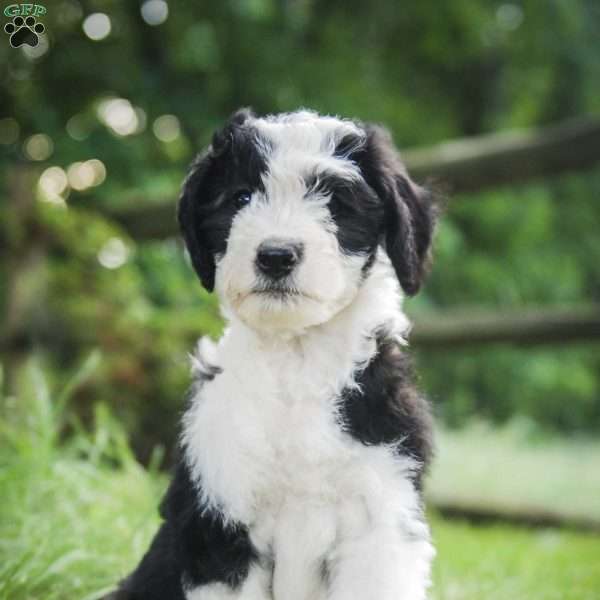 Harper f1 Petite, Sheepadoodle Puppy