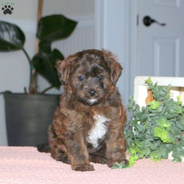 Harris, Cavapoo Puppy