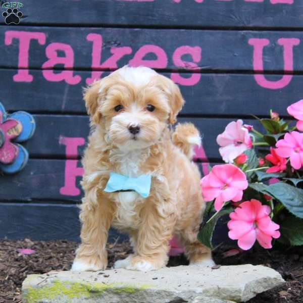 Harvey, Maltipoo Puppy