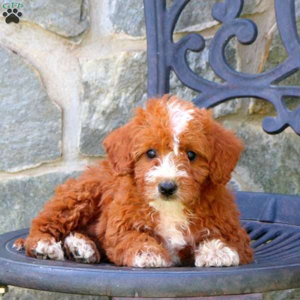 Hattie, Mini Labradoodle Puppy