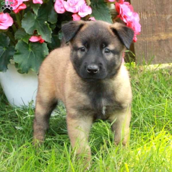 Hattie, Belgian Malinois Puppy