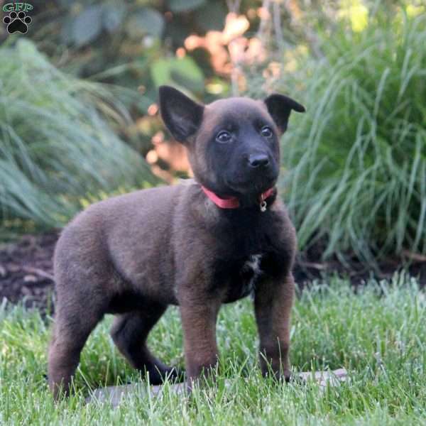 Hayden, Belgian Malinois Puppy