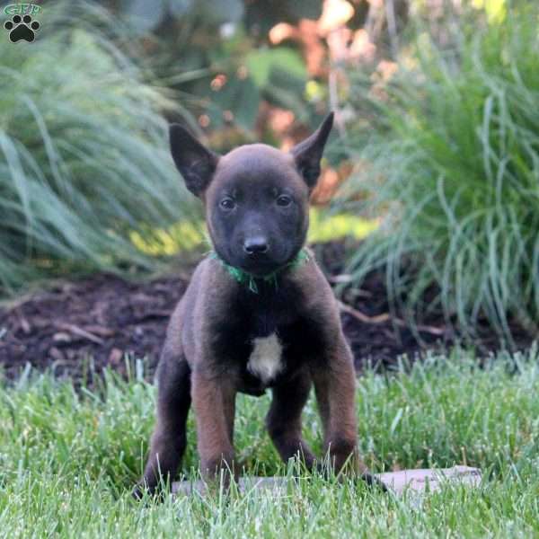 Hazel, Belgian Malinois Puppy