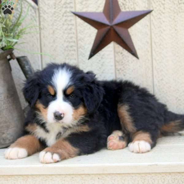 Hazel, Bernese Mountain Dog Puppy