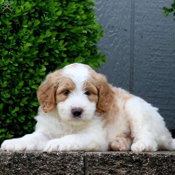 Heather, Labradoodle Puppy